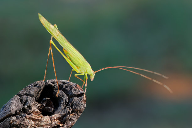 katydid