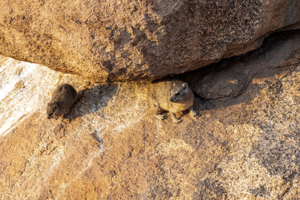 hyracoidea