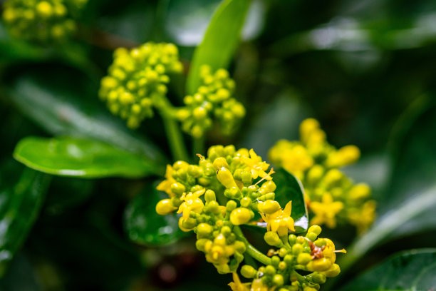 patrinia