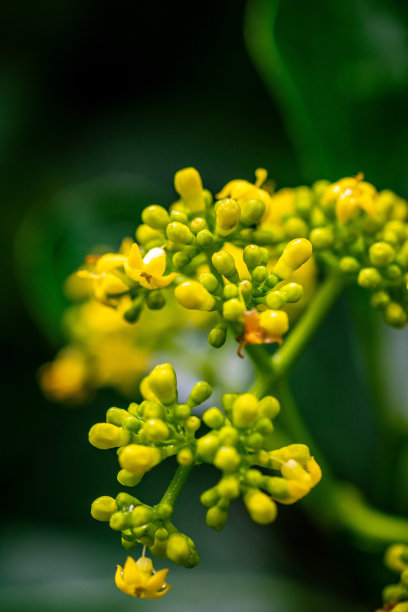 patrinia