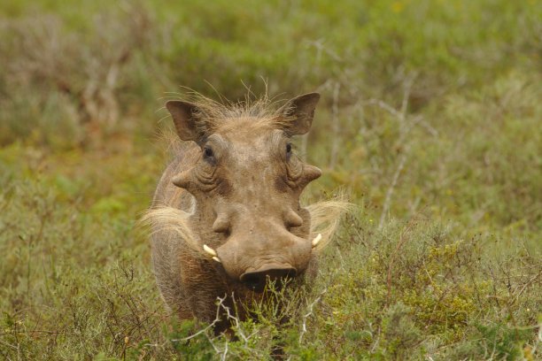 phacochoerus