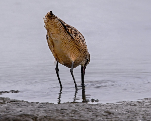 limosa