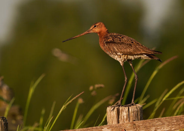 limosa