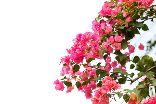 热带森林中的花朵，泰国