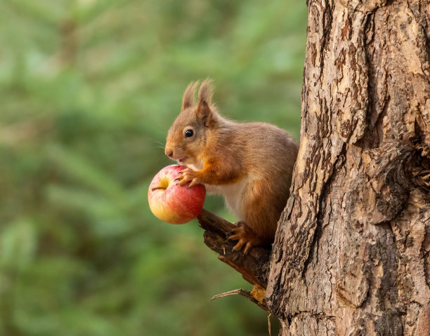 小松鼠吃苹果