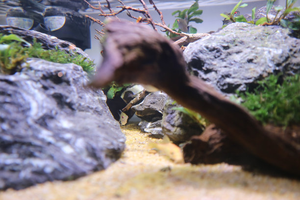 岩石上的小蝌蚪背景