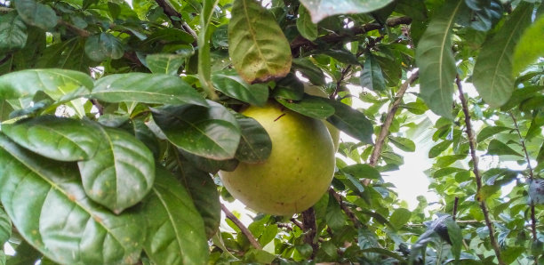 树枝上的一个柚子