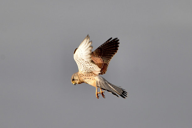 falcon