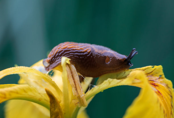 gastropod