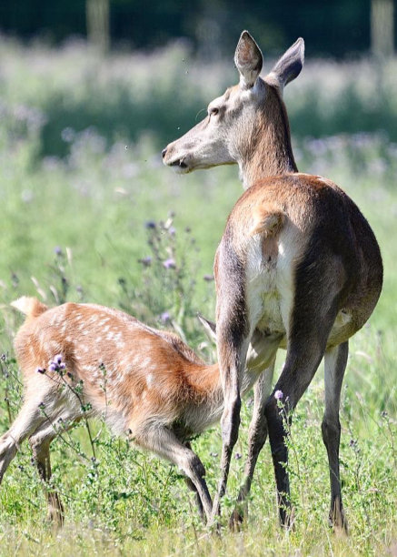 doe