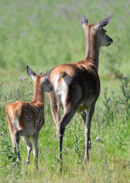 doe