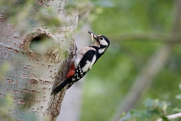 perched