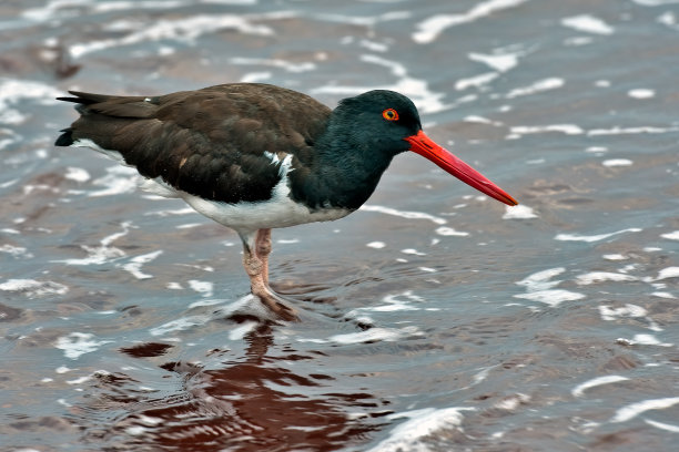 charadriiformes