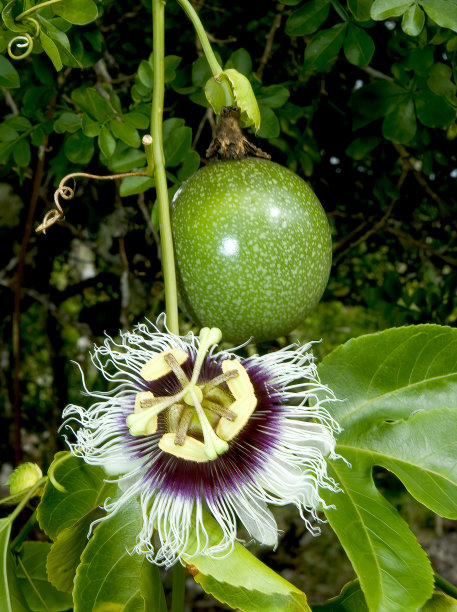 passiflora