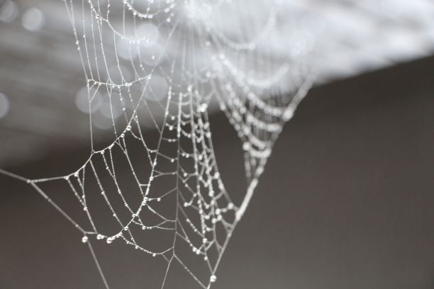 wispy