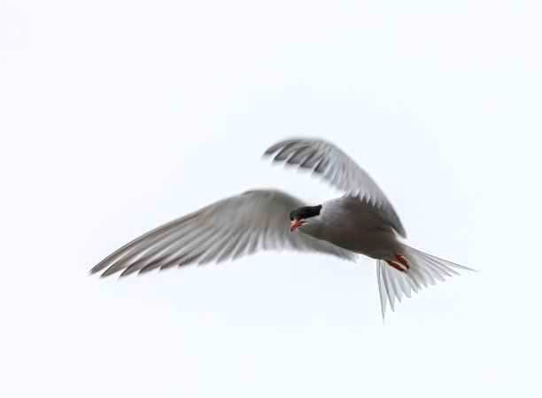 小tern