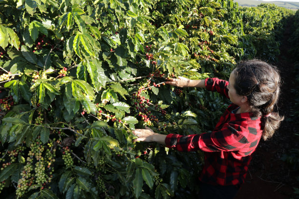 采摘咖啡豆