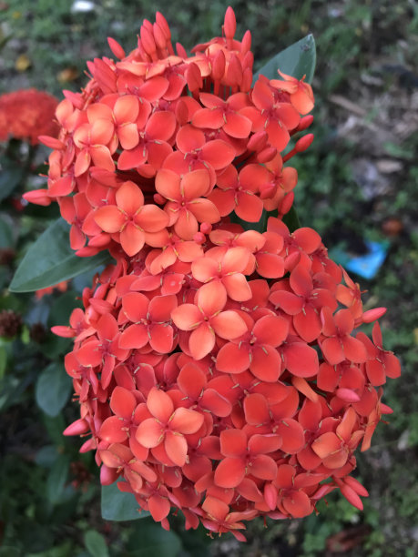 ixora