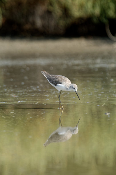charadriiformes