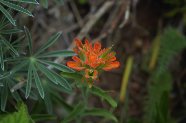 hawkweed
