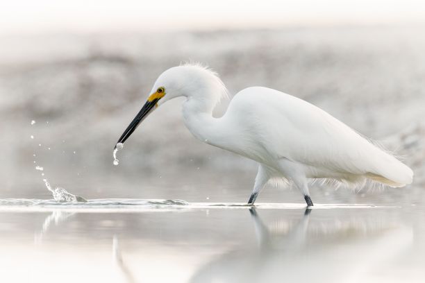egret