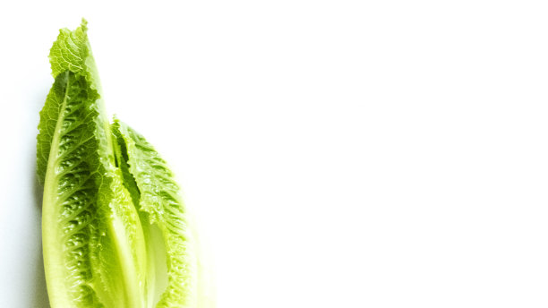 romaine