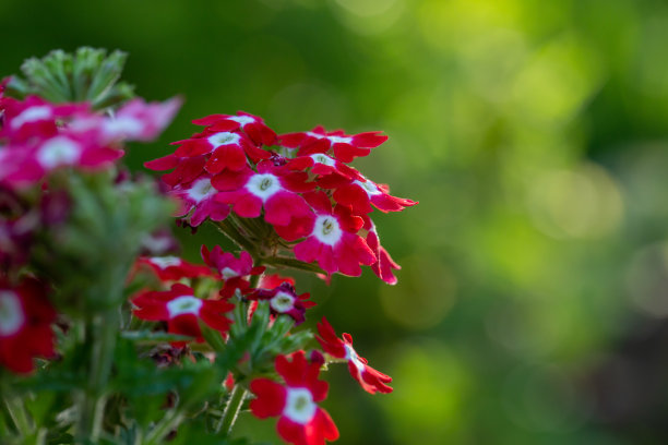 verbena