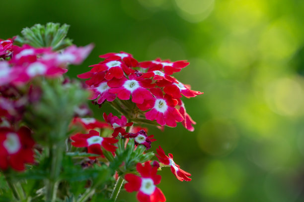 verbena