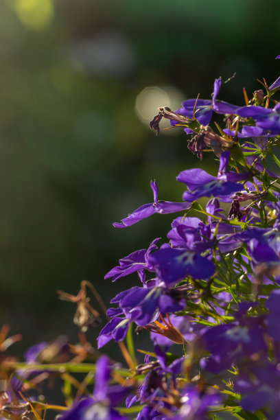 lobelia