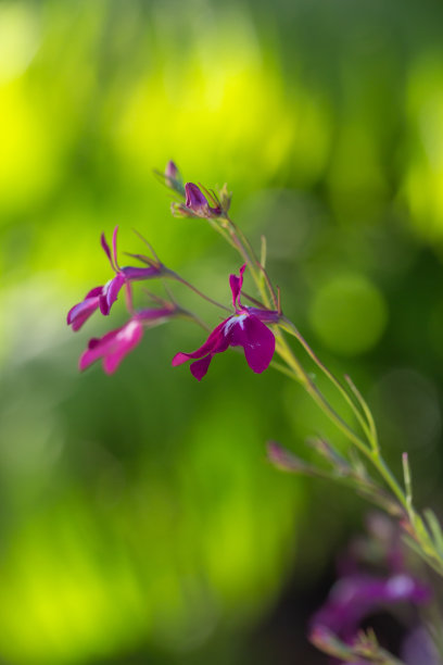 lobelia