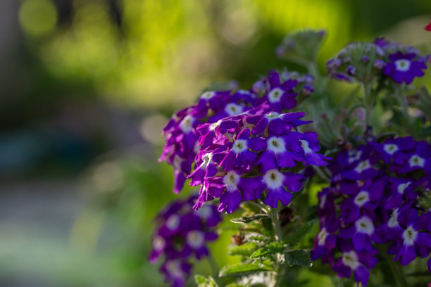 verbena