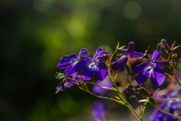 lobelia