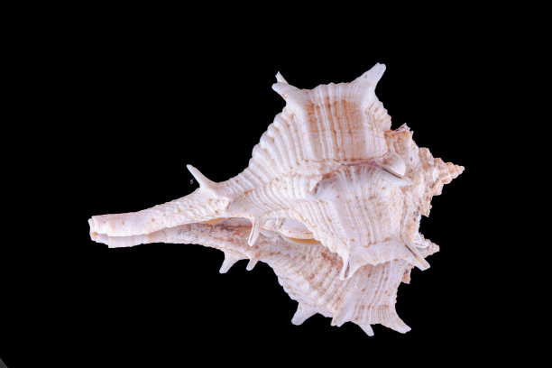 murex