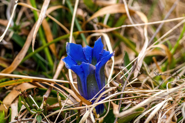 gentian