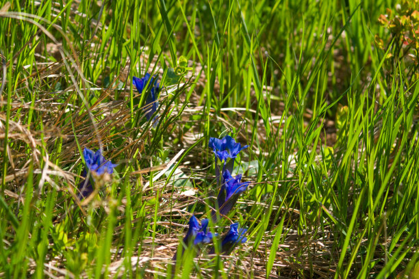 gentian