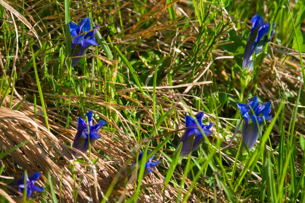 gentian
