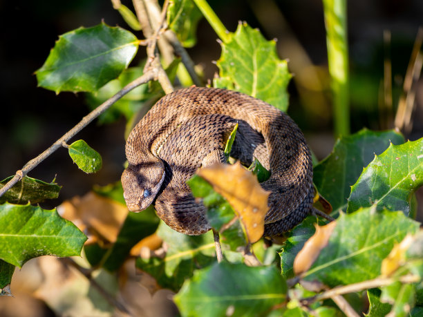 atheris