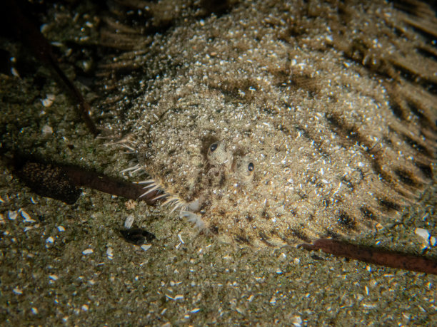 plaice