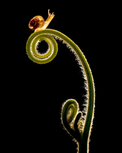 fiddlehead
