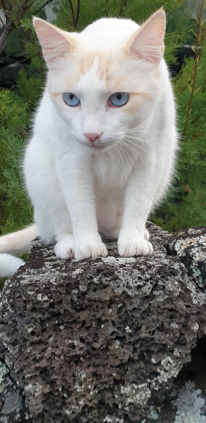pico