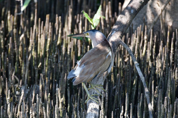 egretta