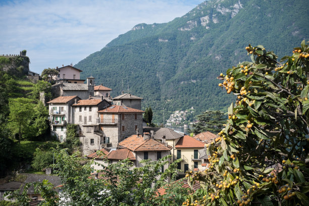 高山枇杷