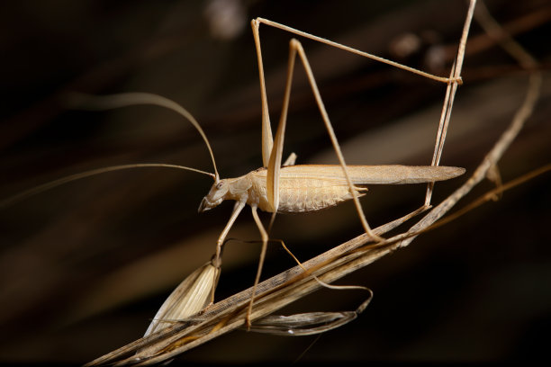katydid