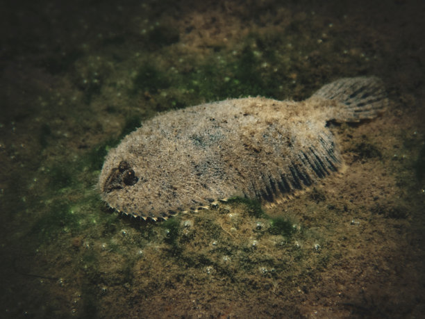 plaice