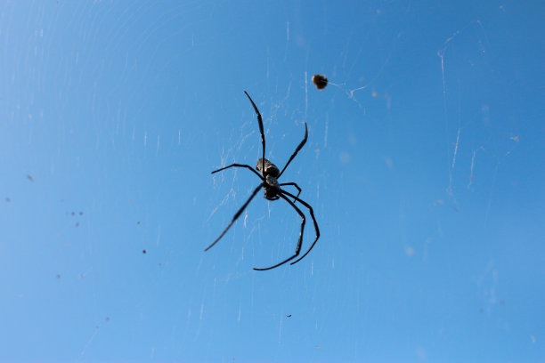 arachnid