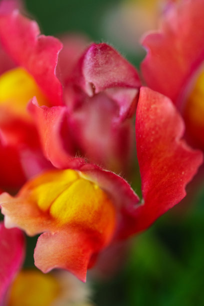 snapdragon