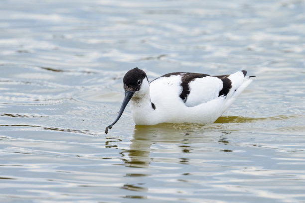 charadriiformes
