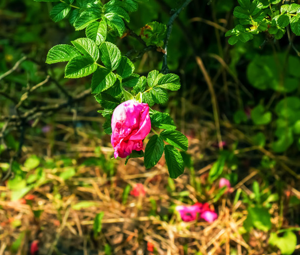 rugosa