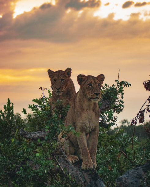 safari