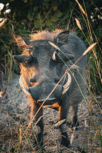 phacochoerus